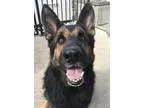 Adopt Luke a German Shepherd Dog