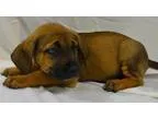 Adopt FLORA a German Shepherd Dog Australian Cattle Dog (Blue He