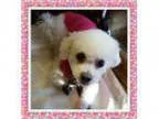 Adopt Adopted Champ - NJ a Bichon Frise