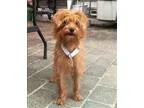 Adopt Lawrence a Terrier Norfolk Terrier