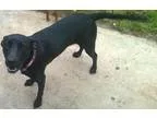 Adopt Luna a Labrador Retriever