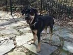 Adopt Roxy a Shepherd Rottweiler
