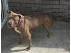 Adopt Savannah a Pit Bull Terrier