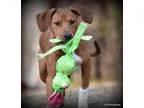 Adopt Kobe a Boxer