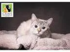 Adopt Elizebeth a Siamese Mixed cat in Salt Lake City UT (