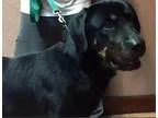Adopt Bubba Gump a Rottweiler Labrador Retriever