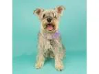 Adopt Lilly a GrayBlueSilverSal t and Pepper Schnauzer (Miniatur