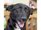 Adopt Baby Girl a Pit Bull Terrier