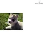 Free ready made website - Great for Affiliate Marketing