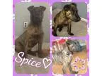 Adopt Spice a Pit Bull Terrier