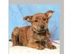 Adopt Catlina a Boxer Shepherd