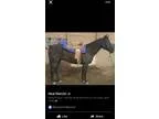 Black Qh Gelding Gaming horse Trail horse