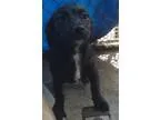 Adopt Perma a Cocker Spaniel Miniature Pinscher