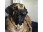 Adopt Duke a Fila Brasileiro