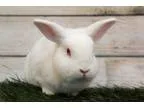 Adopt Luke (bonded to Yoda) a Netherland Dwarf  Mixed rabbit in 