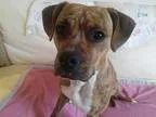 Adopt Annie a Brindle Boxer  Mixed dog in Aurora CO (15015973)