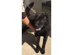 Adopt Bud-Shelter a Chow Chow
