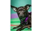 Adopt Annie a Black Terrier (Unknown Type Small)  Mixed dog in E
