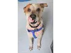 Adopt Buster a Cattle Dog