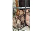 Adopt Baby Boy Butch a Boxer