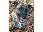 Adopt Kala (Tarzan Litter Mom) a Merle Catahoula Leopard Dog  Mi