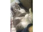 Adopt Samantha a Domestic Shorthair  Mixed (short coat) cat in O