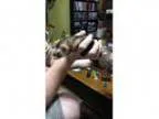 Adopt Tubby a Ferret