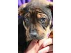 Adopt Crush a Shepherd Boxer