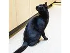 Adopt Bobby a All Black Domestic Shorthair (short coat) cat in A