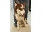 Adopt Loki-ADOPTION PENDING a Husky