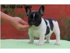 Amazing french bulldog puppies available