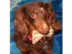 Adopt Bruno a Dachshund