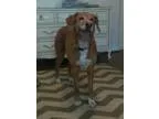 Adopt Keela a RedGoldenOrangeCh estnut - with White Labrador Ret