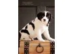 Adopt Addy a White - with Black Border Collie  Australian Shephe