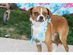 Adopt Sparky a RedGoldenOrangeCh estnut Pug  Terrier (Unknown Ty