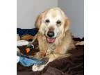 Adopt Lilian a Golden Retriever Great Pyrenees