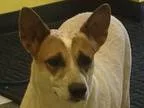 Adopt Panda a RedGoldenOrangeCh estnut - with White Blue Heeler 