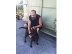Adopt Harley a Hound Terrier