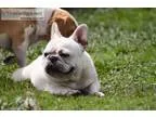 French bulldogs white cream males and fe