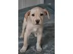 Sawyer - Male American BulldogHound (Unknown Type)