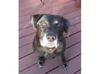 Adopt Nala a Black Australian Shepherd  Border Collie  Mixed dog