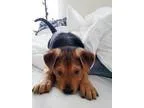 Adopt Rosco-Adopted a Shepherd