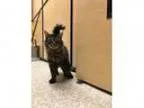 Adopt Sam I Am PetSmart S. Canton on Mich Ave a Domestic Long H
