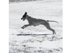 Adopt Marley a White - with Black Great Dane  Mixed dog in India