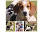 Adopt Lita (Ford)  Pending a Cocker Spaniel Beagle