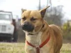 Adopt Heinz a TanYellowFawn - with White American Pit Bull Terri