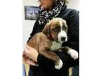 Adopt Randolph - in Maine a Boxer