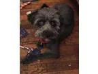 Adopt Harriette (Needs fosterHas application) a Black - with Gra