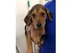 Adopt Ria a TanYellowFawn - with Black Foxhound  Mixed dog in Ne