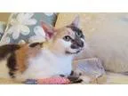Adopt JULIE (PetSmart) a Calico